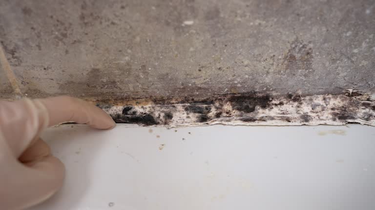 Best Mold Removal for HVAC Installations  in Shelton, CT
